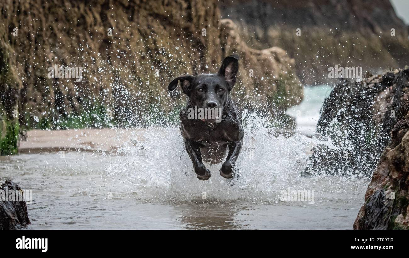 Black Labrador Retriever Stock Photo