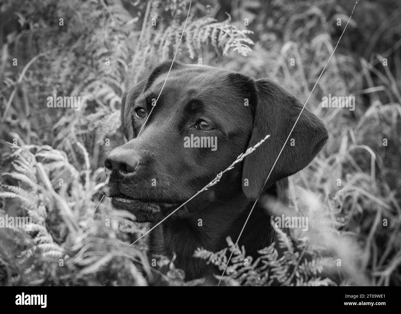 Black Labrador Retriever Stock Photo Alamy