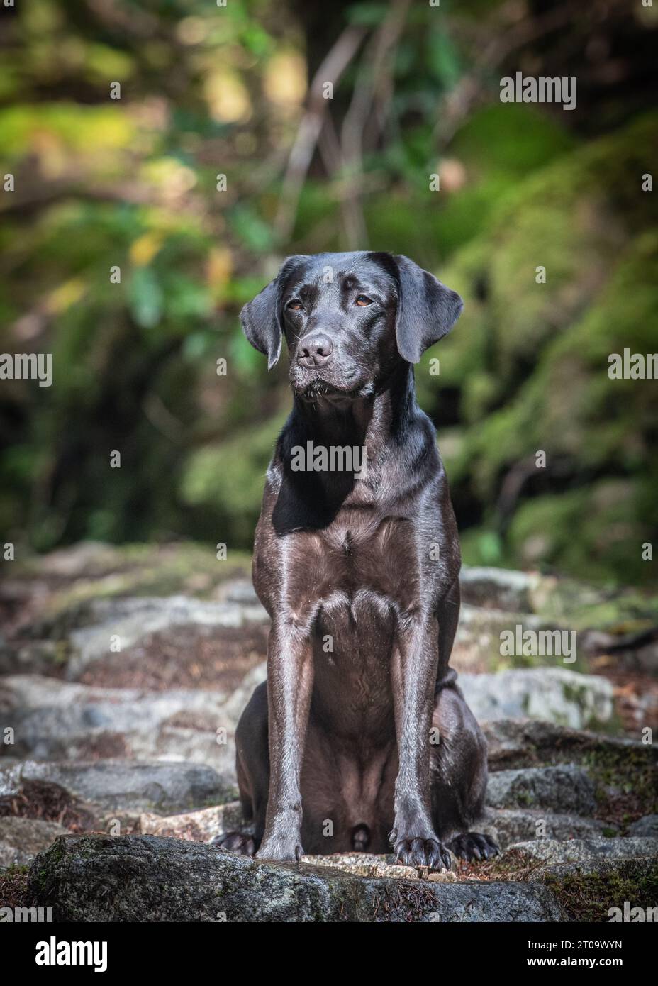 Black labrador retiever hi-res stock photography and images - Alamy