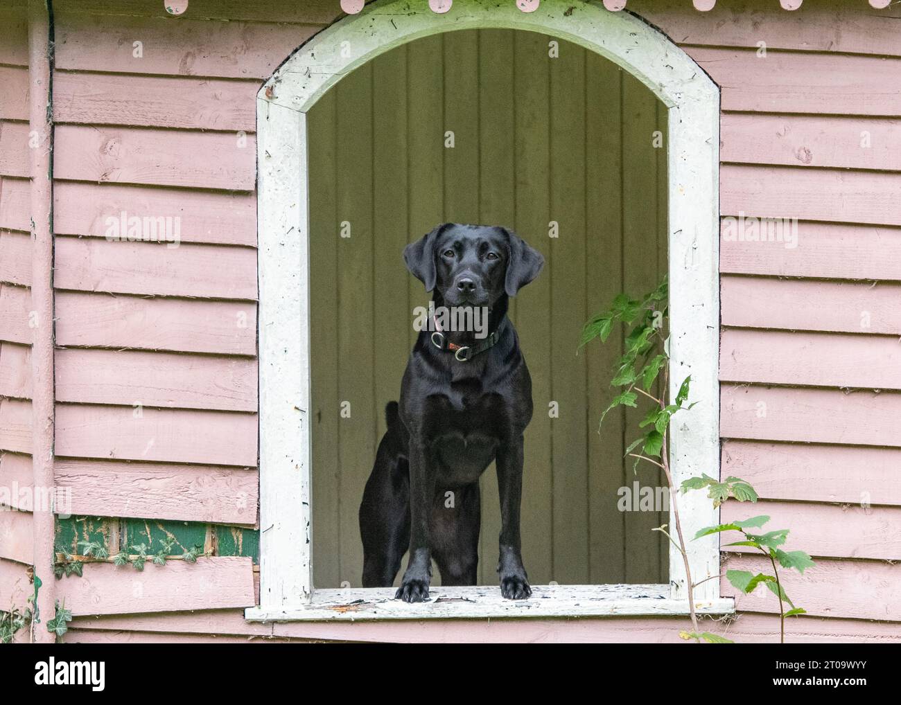Black Labrador Retriever Stock Photo
