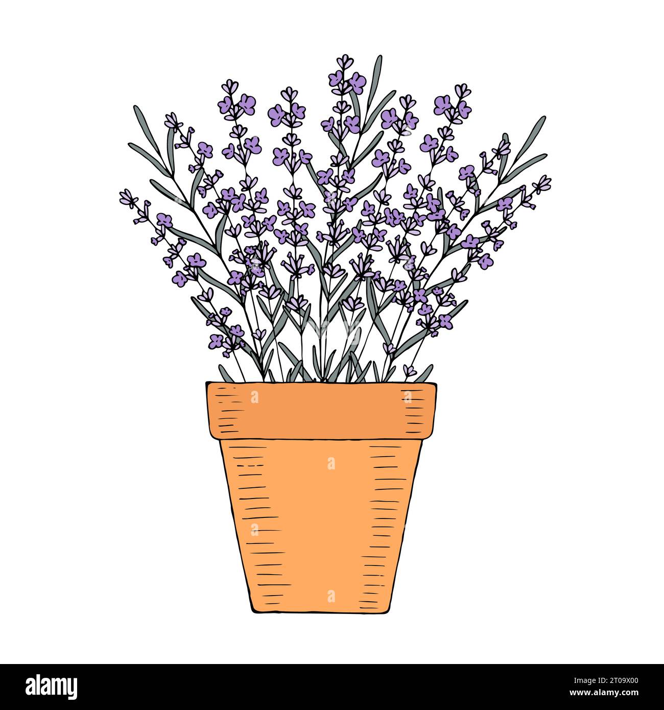 Lavender flower in a clay pot at home garden. Hand drawn vector element for design Stock Vector