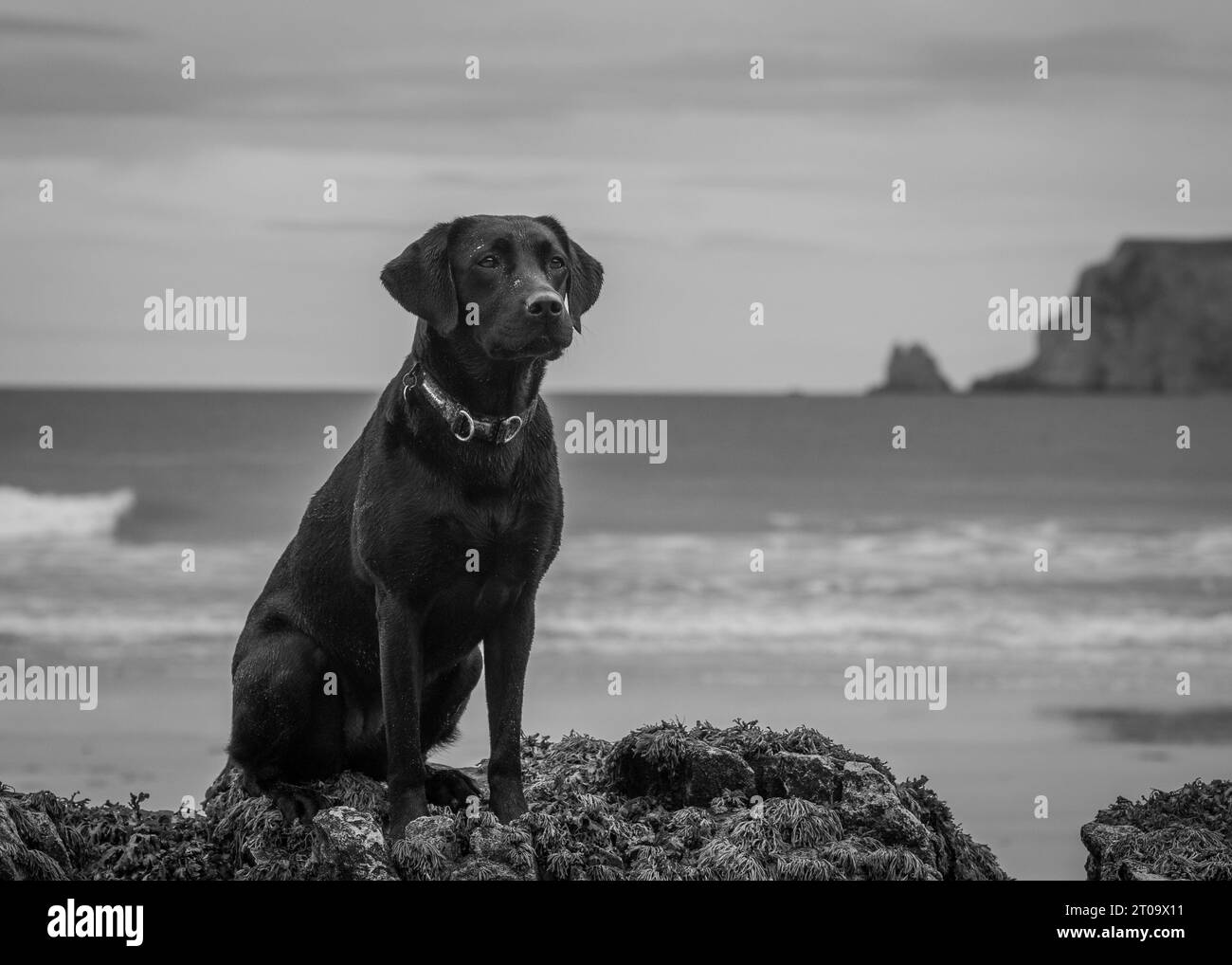 Black Labrador Retriever Stock Photo Alamy