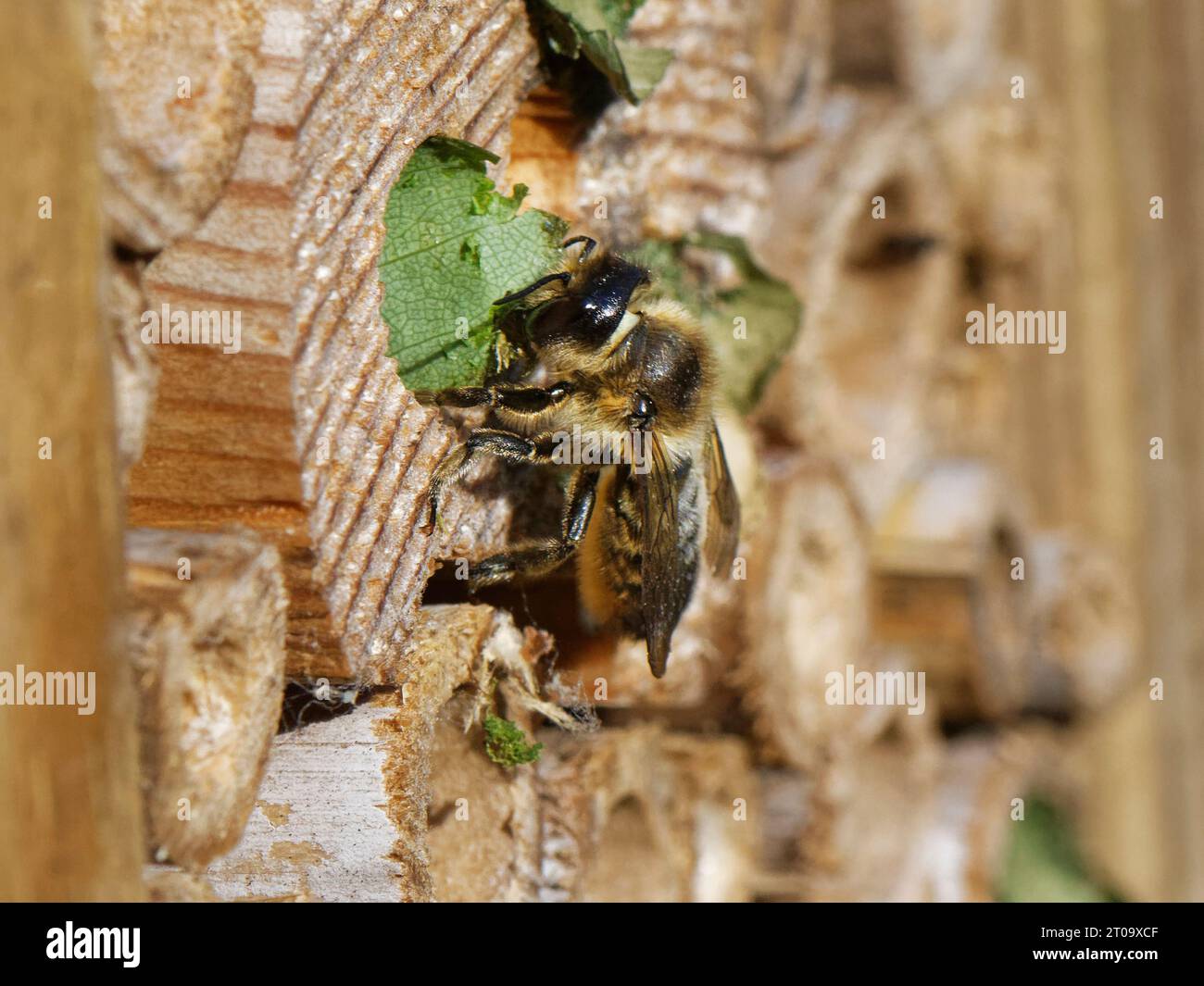 Wood-carving leafcutter bee (Megachile ligniseca) female removing leaf circle brought by another bee competing for the same burrow in an insect hotel. Stock Photo