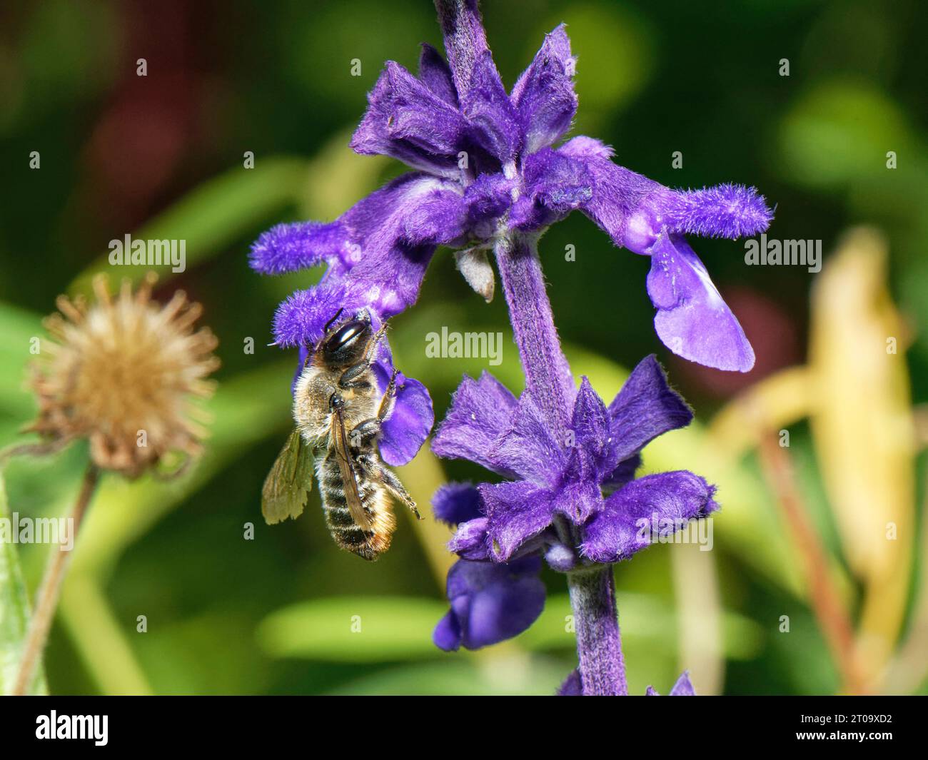 Wood-carving leafcutter bee (Megachile ligniseca) female nectaring from Salvia flowers, Wiltshire garden, UK, July. Stock Photo