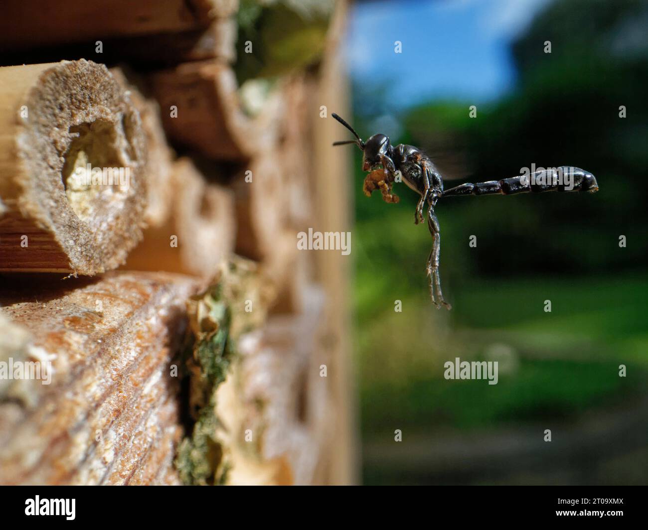 Club-horned wood borer wasp (Trypoxylon clavicerum) flying to its nest in an insect hotel with a ball of mud to seal the nest with, Wiltshire, UK. Stock Photo