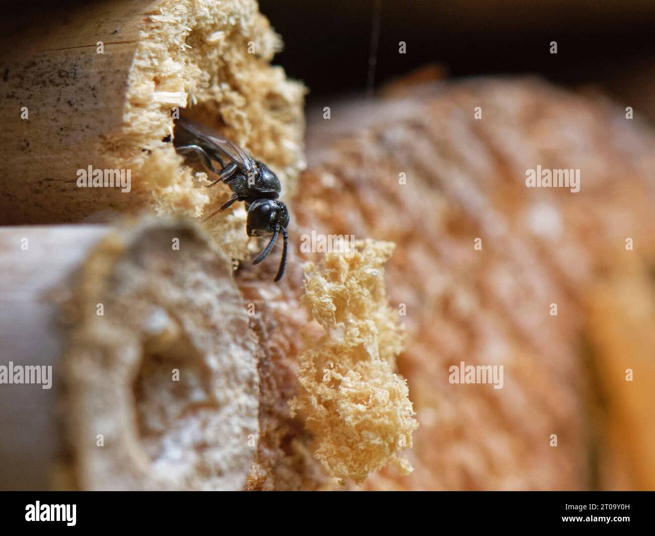 Pale-footed black wasp (Psenulus pallipes) an aphid-hunting crabronid wasp excavating a bamboo tube in an insect hotel, Wiltshire, UK, August.  Check Stock Photo
