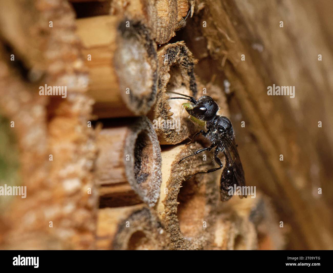 Aphid wasp (Pemphredon sp.) approaching its nest in an insect hotel with a paralysed Rose aphid (Macrosiphum rosae) to feed its grubs, Wiltshire, UK. Stock Photo