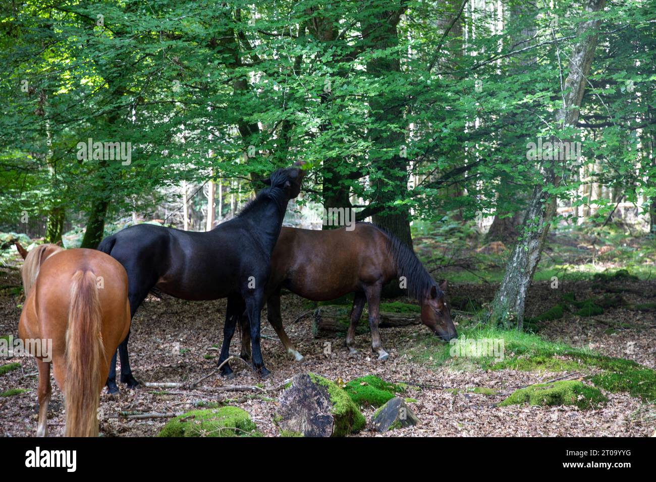 New Forest ponies beside the Tall Trees Trail near Brockenhurst, New Forest National Park,Hampshire,England,UK Stock Photo