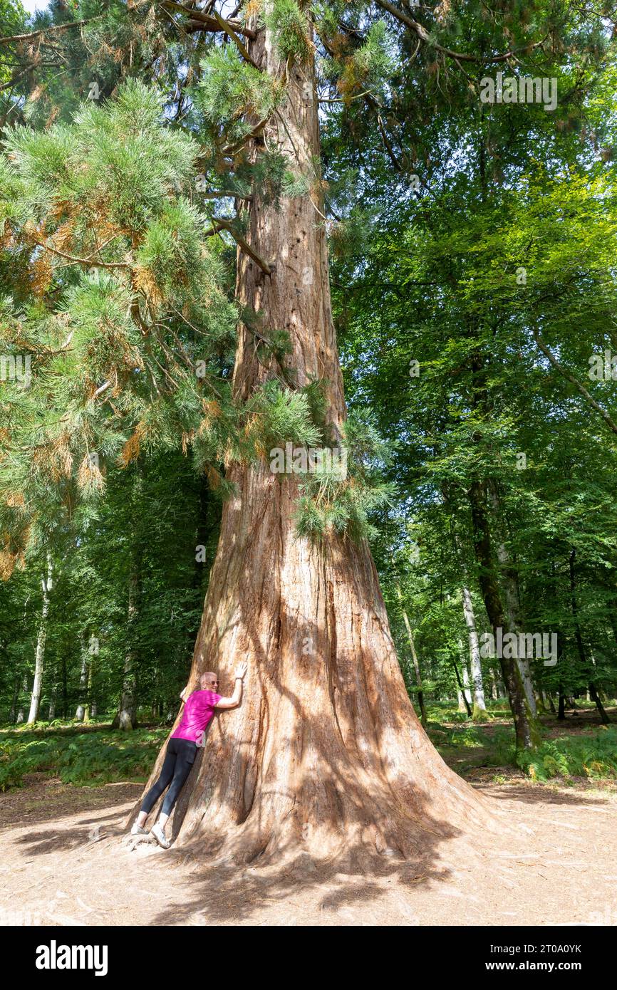 Tall Trees Trail New Forest model released woman lady hugs one of the  giant redwood trees Sequoiadendron giganteum, Brockenhurst,Hampshire,England,UK Stock Photo