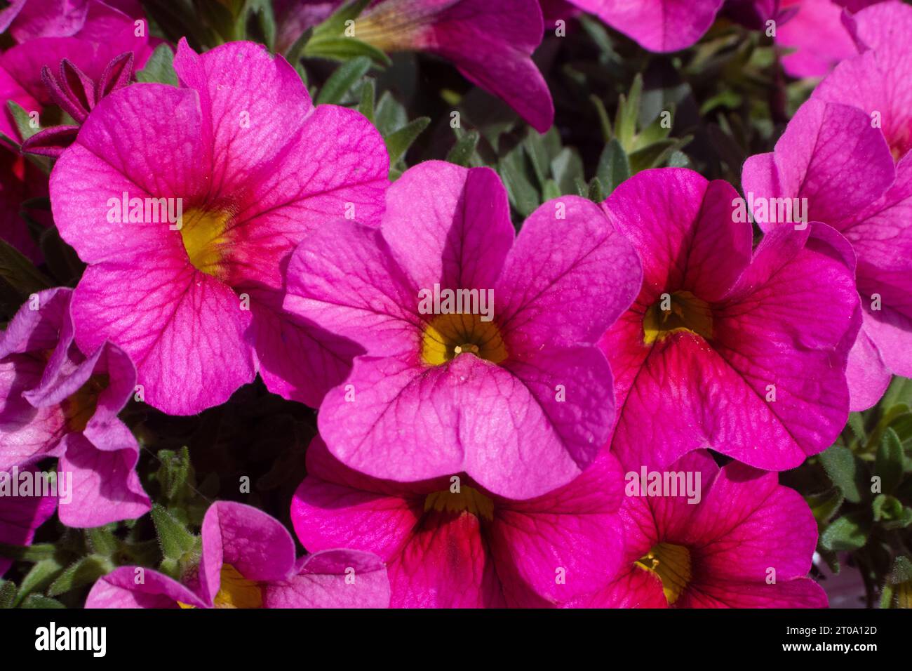 Flores de jardín, petunias Stock Photo