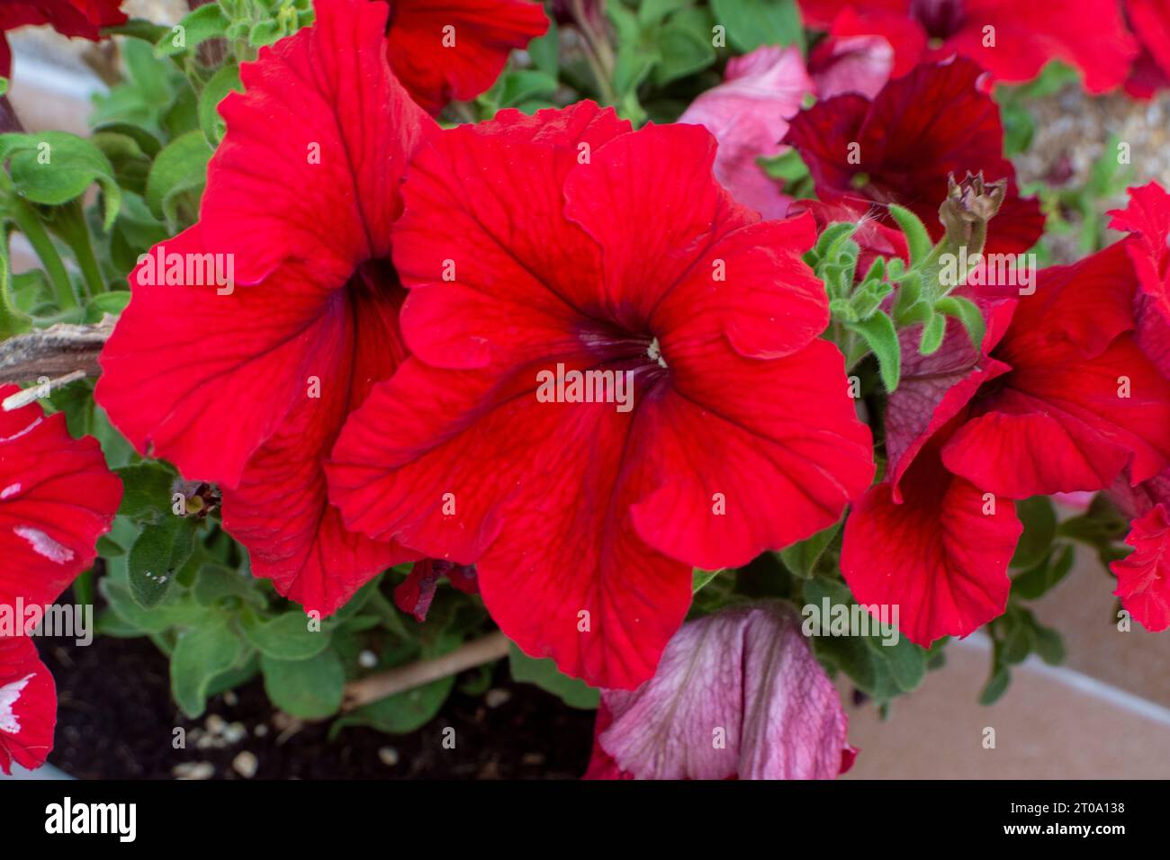 Flores de jardín petunias rojas Stock Photo