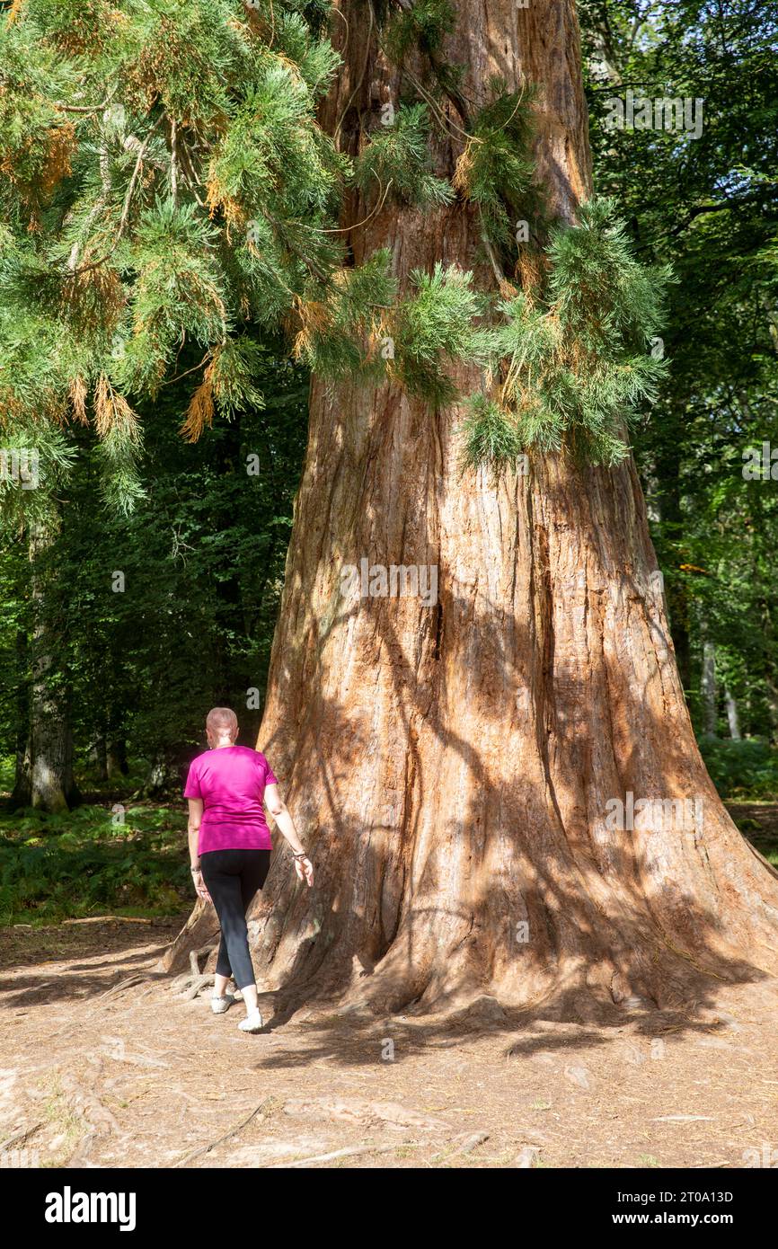 Tall Trees Trail New Forest model released woman lady hugs one of the  giant redwood trees Sequoiadendron giganteum, Brockenhurst,England,UK Stock Photo