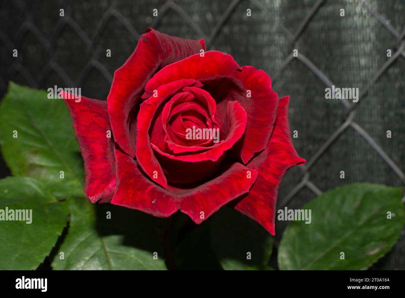 Flores de jardín, rosa roja terciopelo Stock Photo