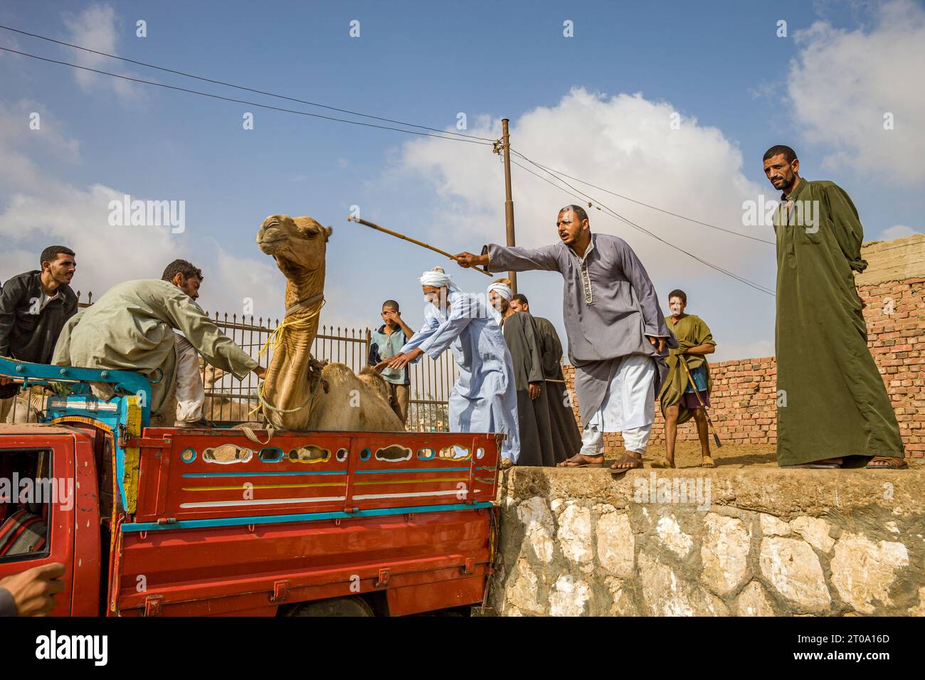 Egypt, Cairo, Birqash, Camel Market - To tie a camel in a van is no easy task Stock Photo