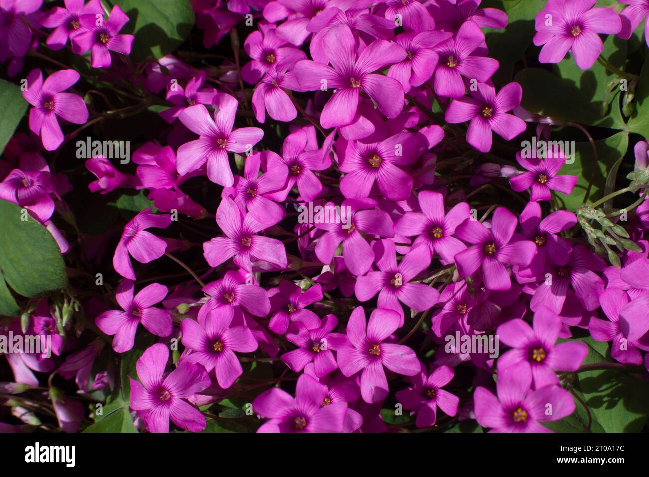 Flores de jardín Stock Photo