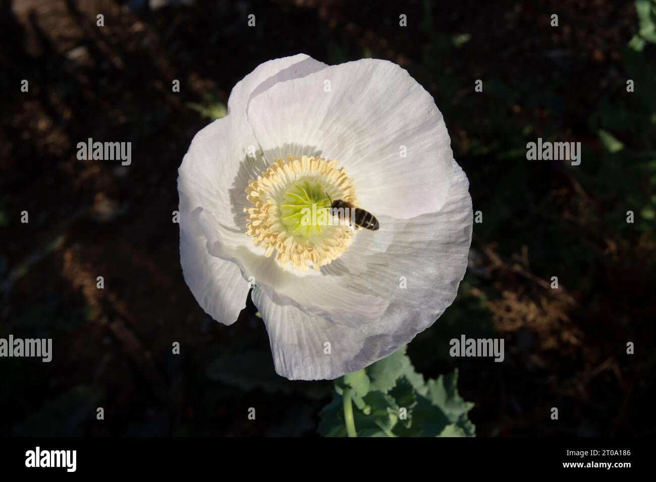 Flores de campo, amapola blanca o adormidera Stock Photo