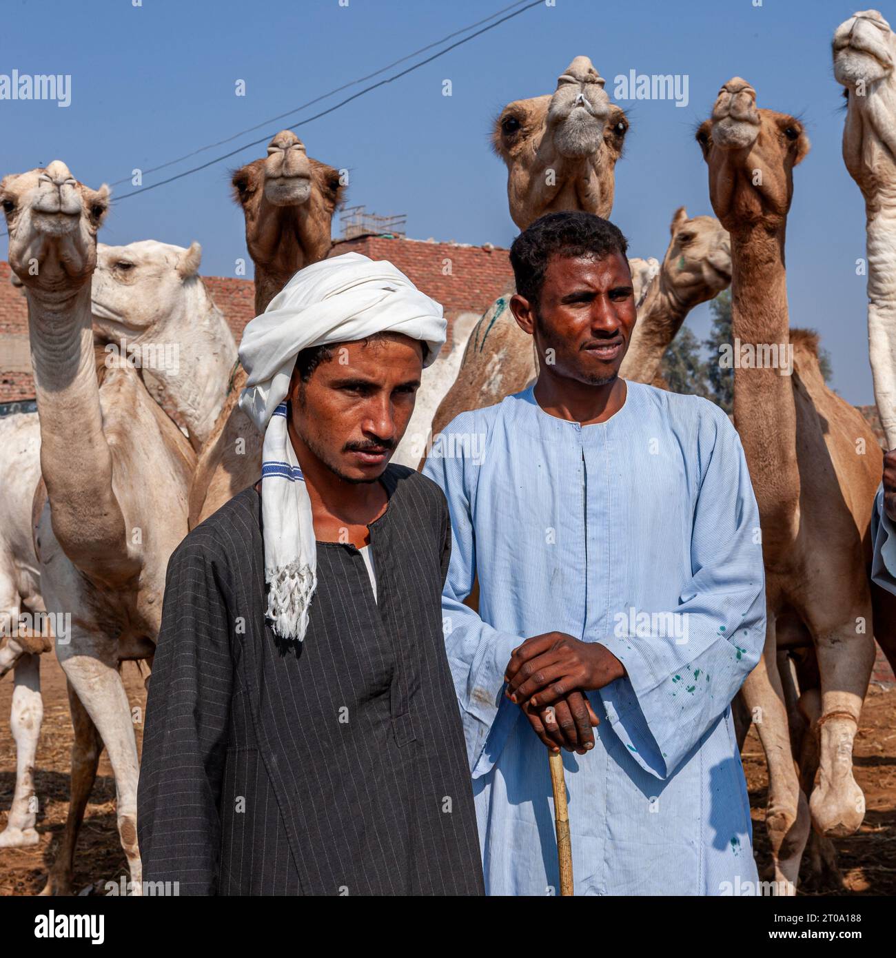Egypt, Cairo, Birqash, Camel Market - Camel drivers and their animals ...