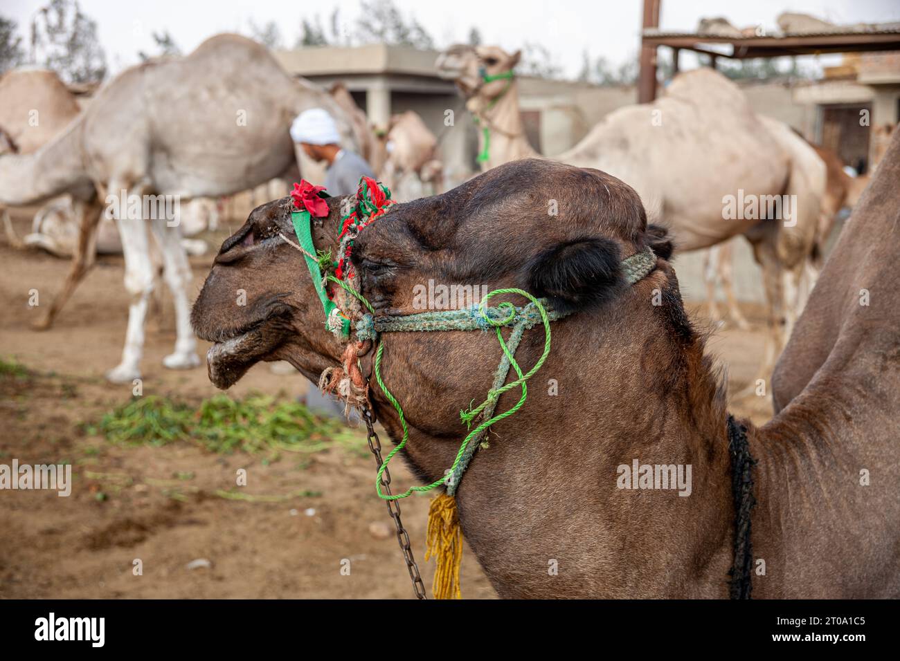 Egypt, Cairo, Birqash, Camel Market - Moroccan camel Stock Photo