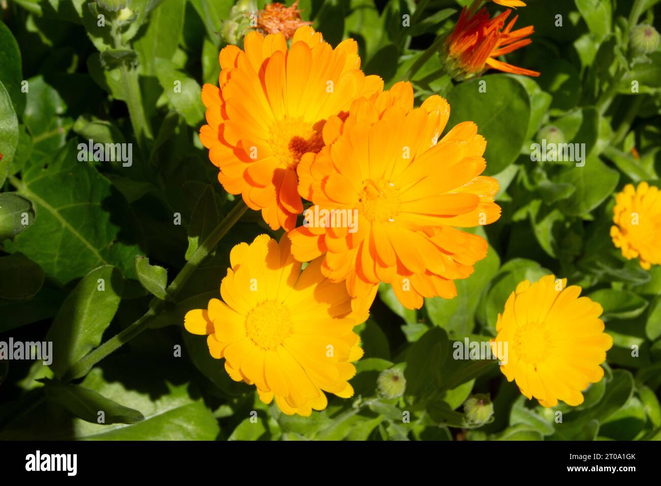 Flores de jardín, margaritas Stock Photo