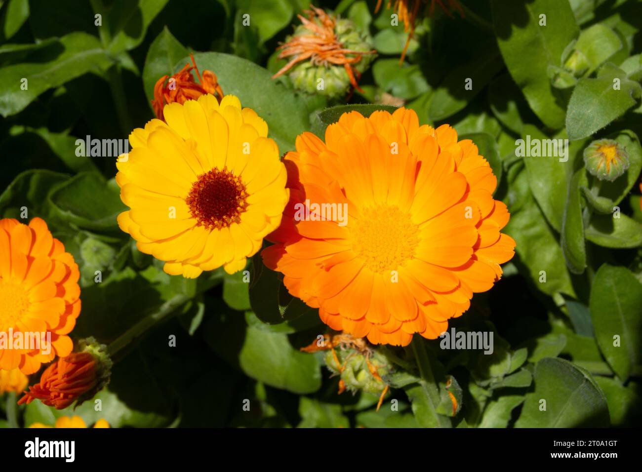 Flores de jardín, margaritas Stock Photo