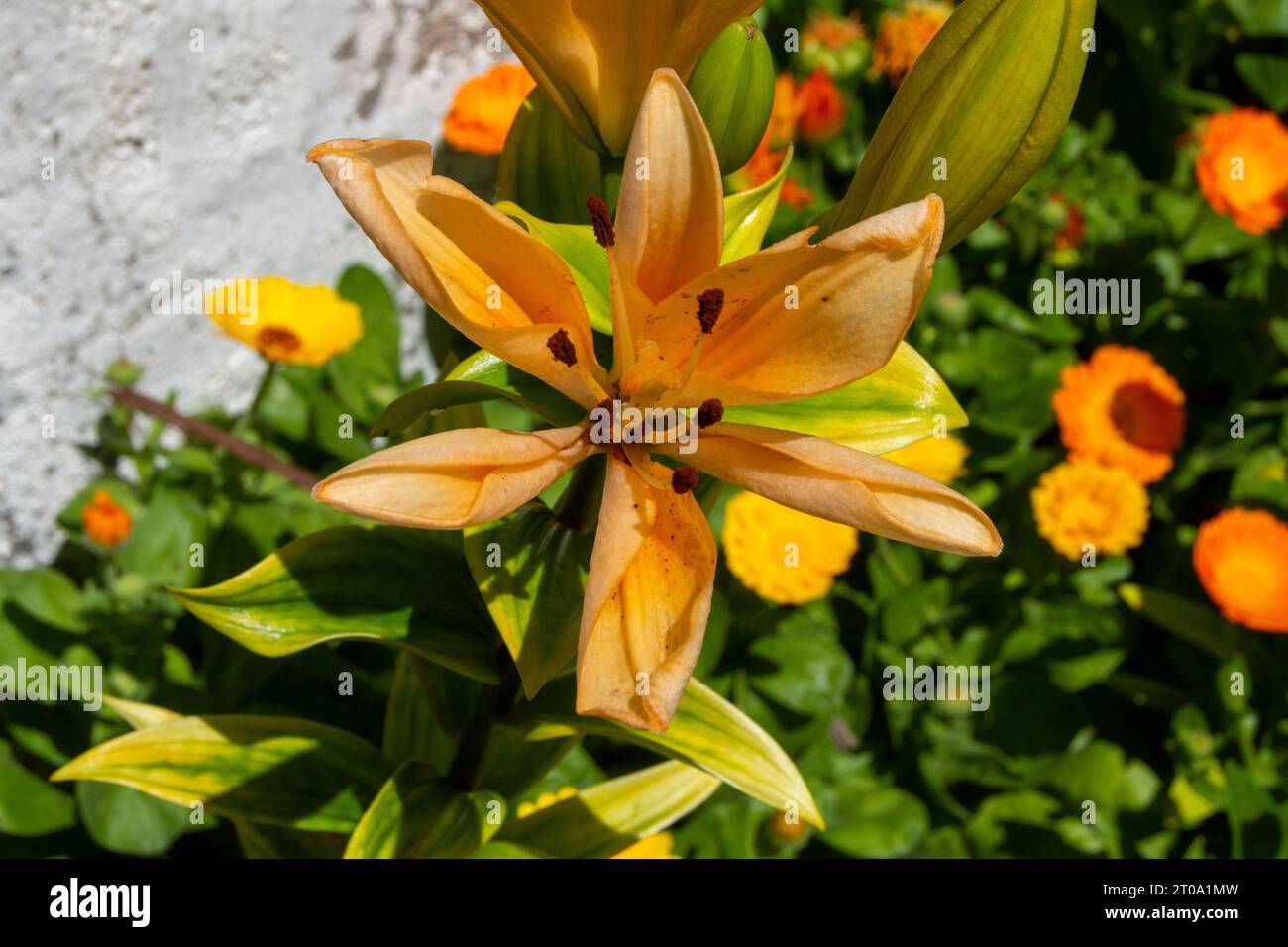 Flores de jardín, azucena Stock Photo