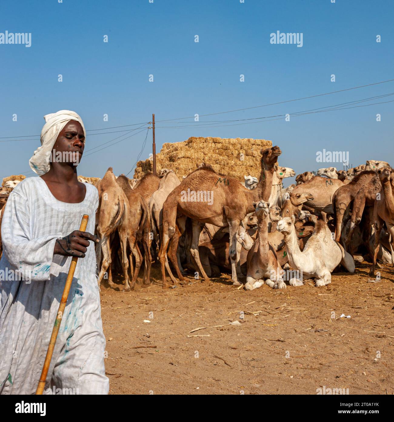 Egypt camel hi-res stock photography and images - Alamy