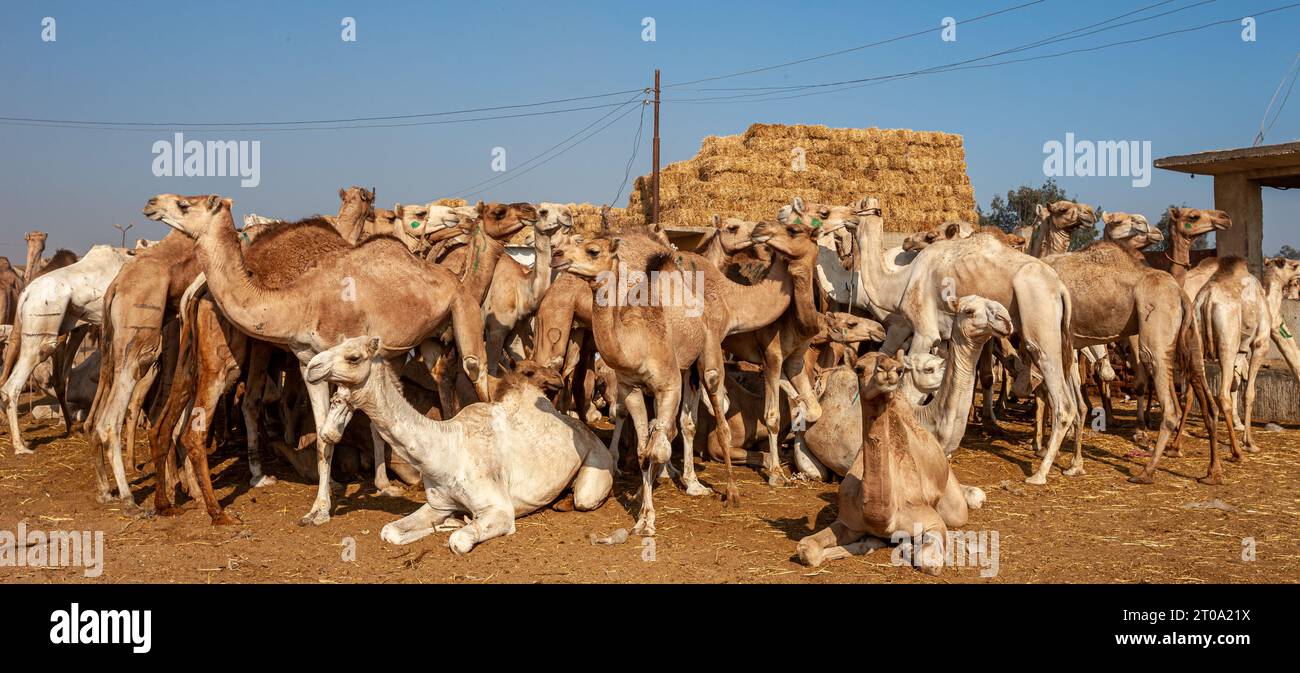 Egypt, Cairo, Birqash, Camel Market - Camels waiting for buyers Stock ...