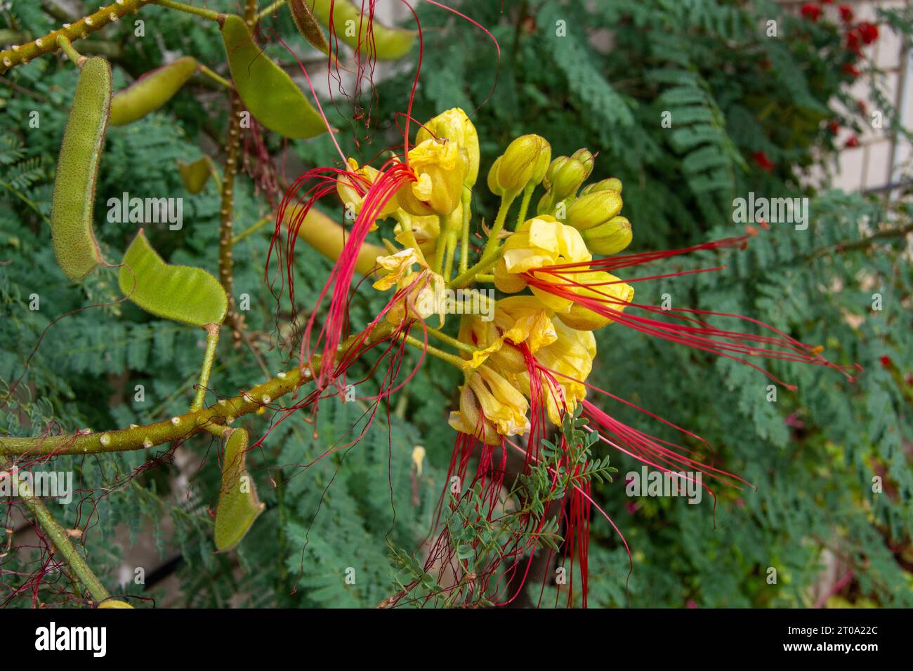 Flores de jardín, flor de árbol chino Stock Photo