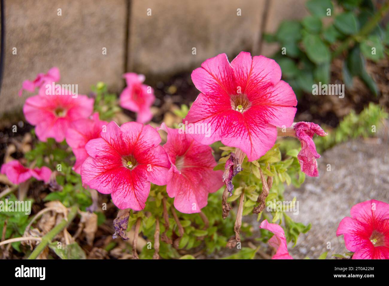 Flores de jardín, petunias Stock Photo