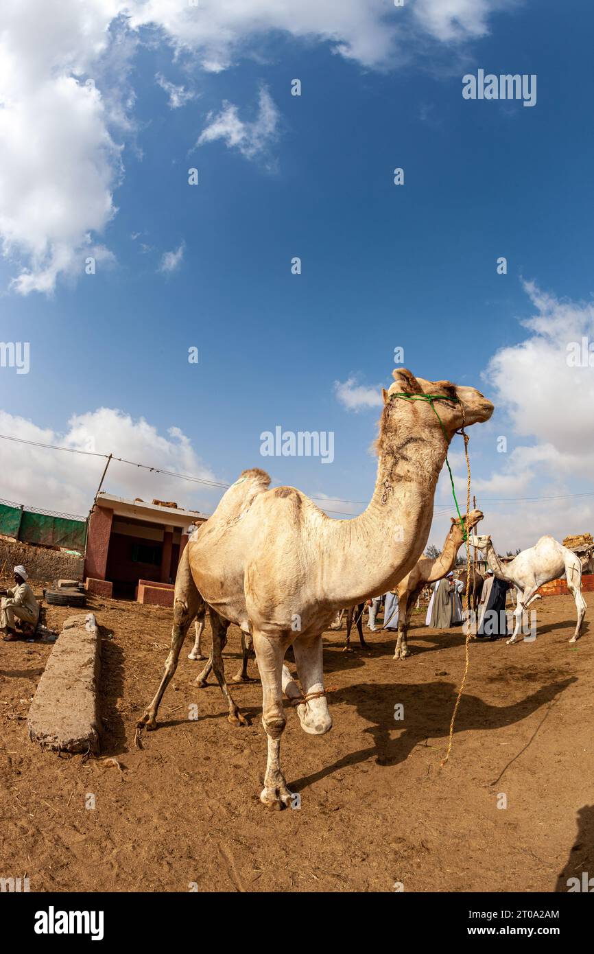Egypt, Cairo, Birqash, Camel Market - Camel with a tied leg Stock Photo
