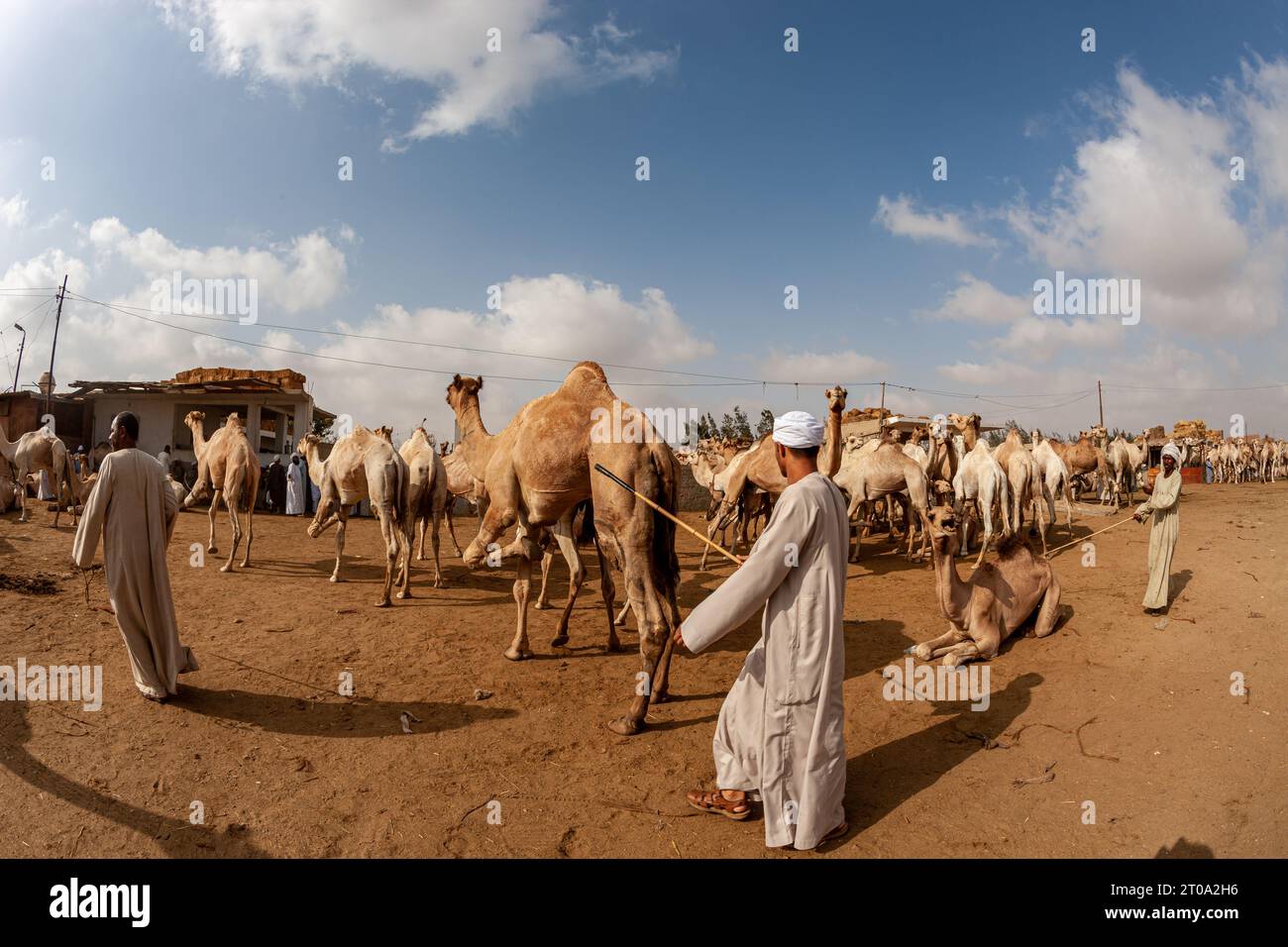 Egypt, Cairo, Birqash, Camel Market - Camels and drivers Stock Photo