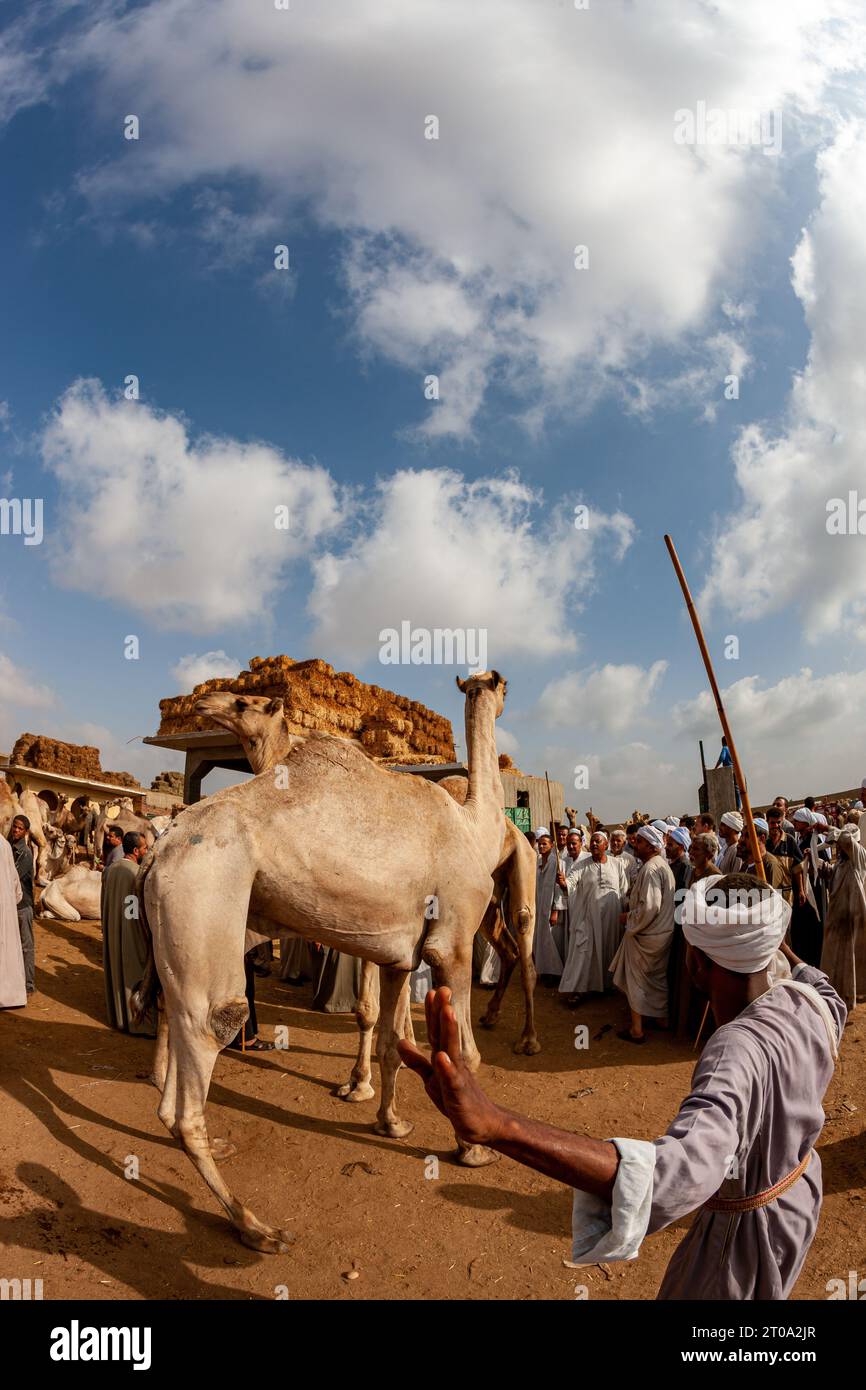 Egypt, Cairo, Birqash, Camel Market - Camel driver sets his camel Stock Photo