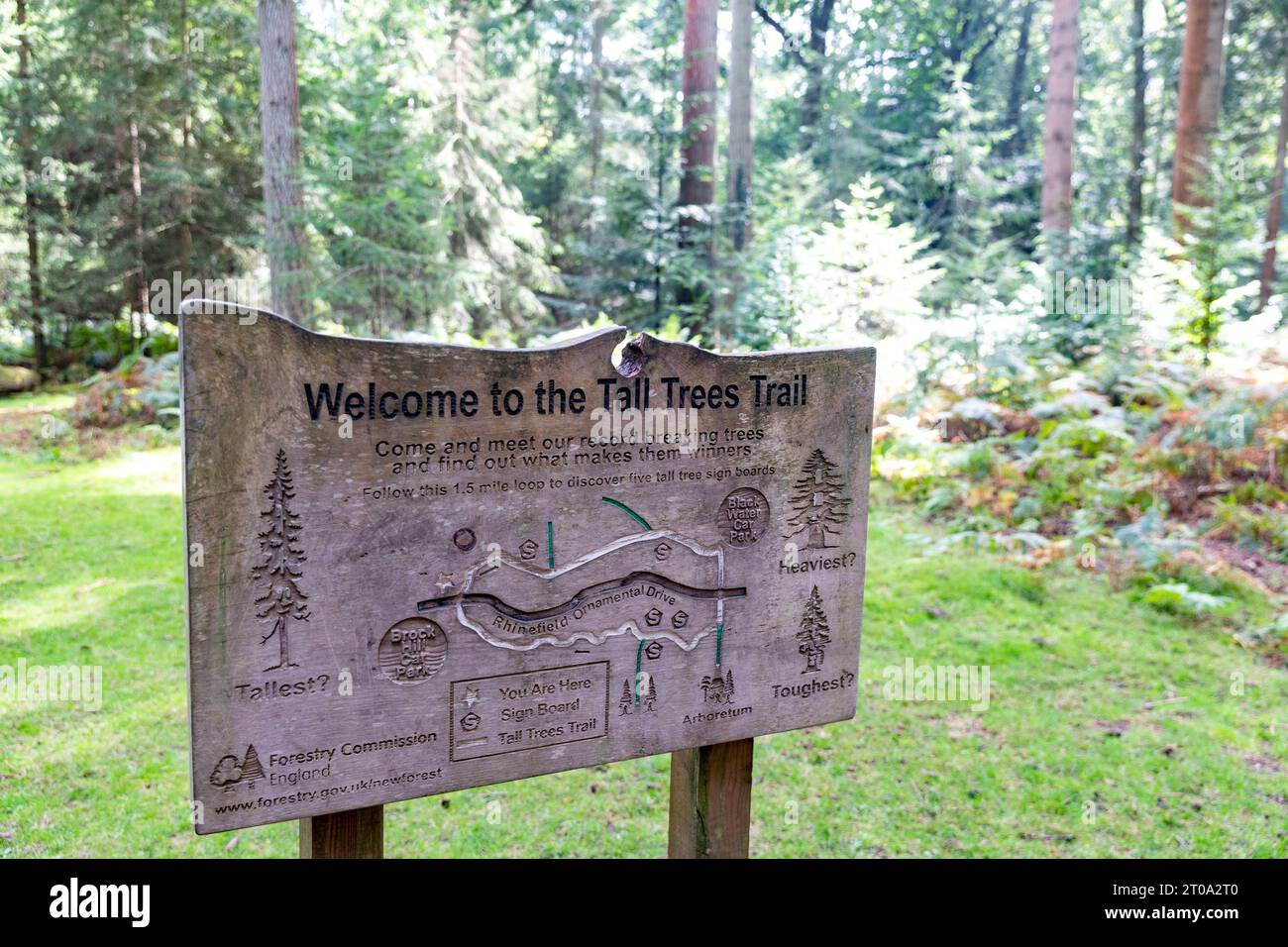 Tall Trees Walk Trail in the New Forest National Park, near