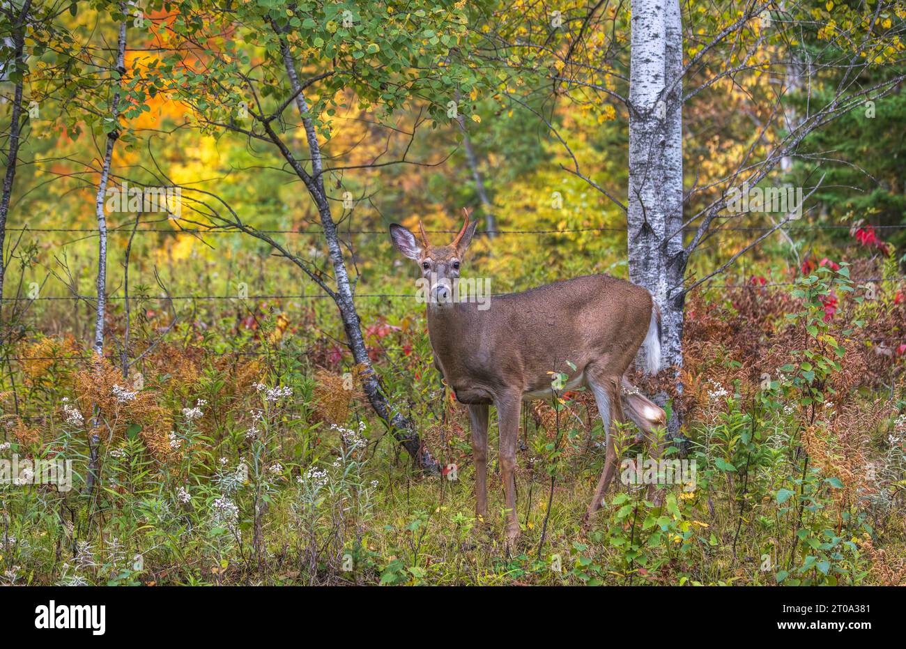 Young white-tailed buck in northern Wisconsin. Stock Photo