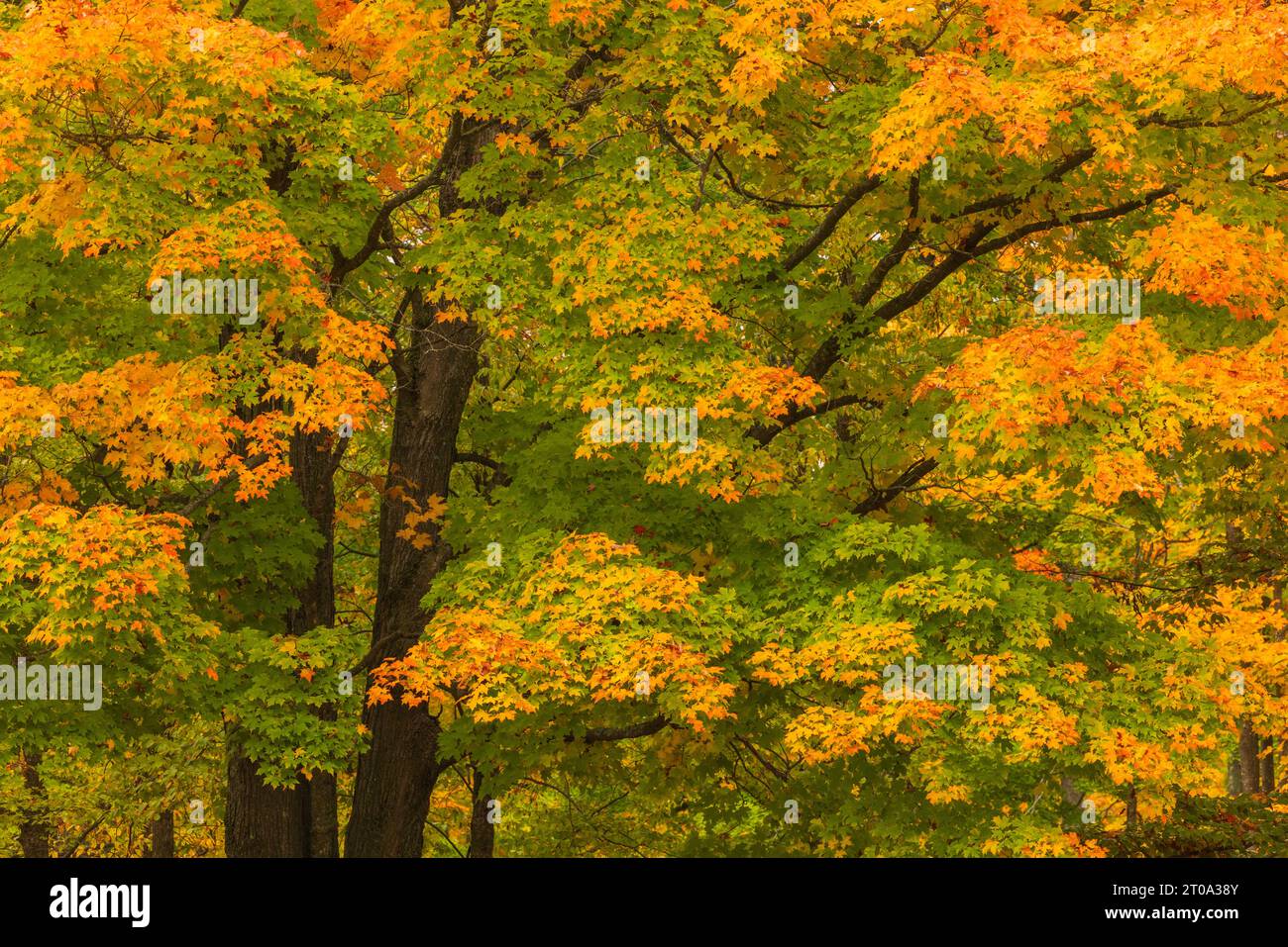 Sugar maple tree hi-res stock photography and images - Alamy