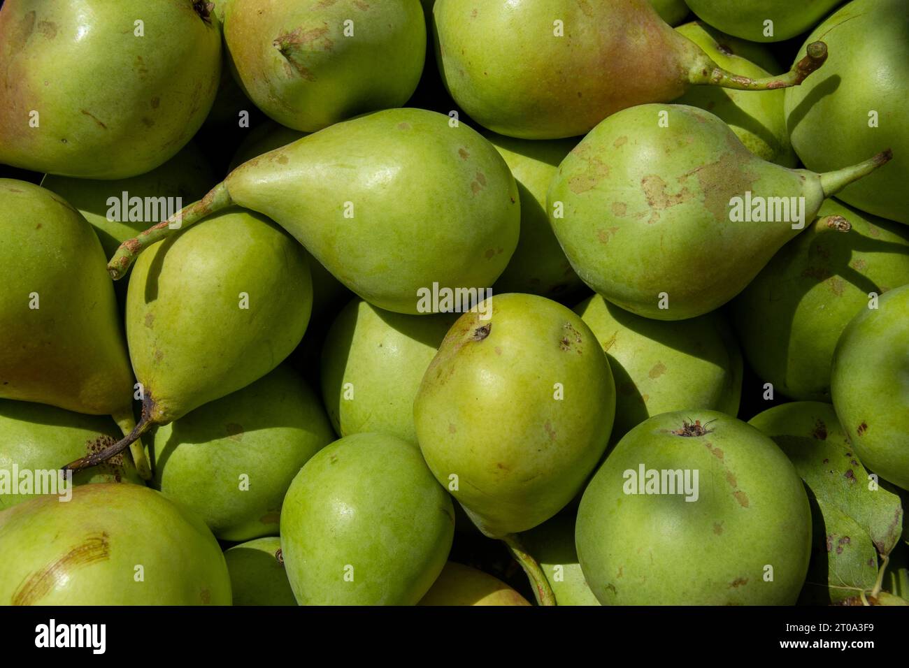 Peras, fruta sabrosa Stock Photo