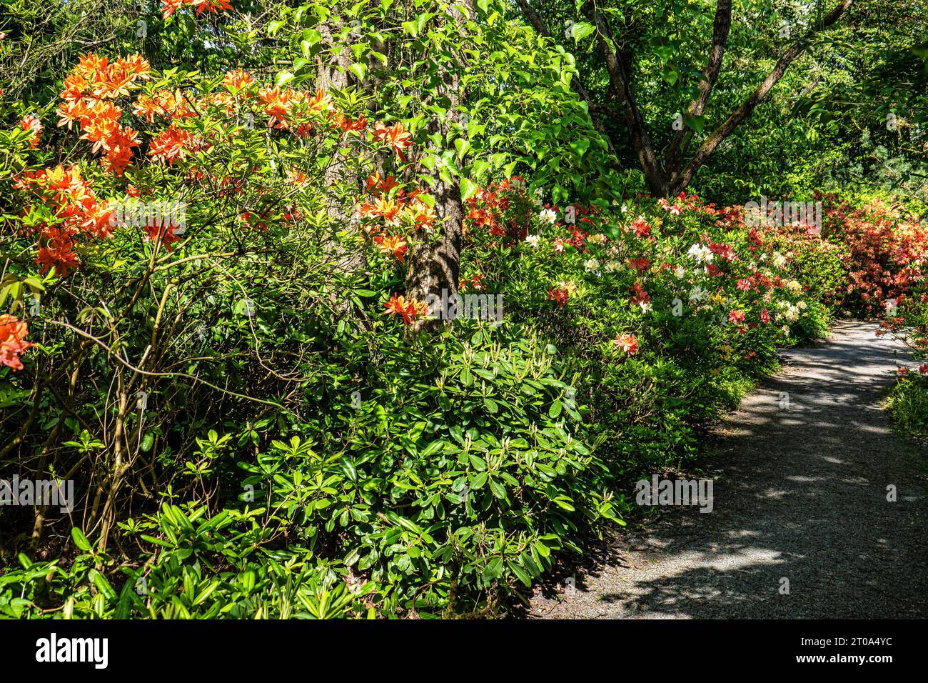 Rhododendron japonicum, known as Japanese azalea at the Ecology and ...