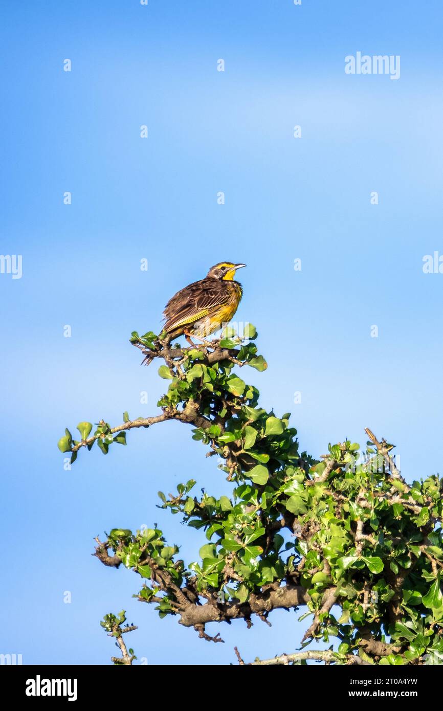 Adult male yellow-throated longclaw, macronyx croceus, perched in an acacia tree in the Masai Mara, Kenya. Blue sky background with space for text. Stock Photo