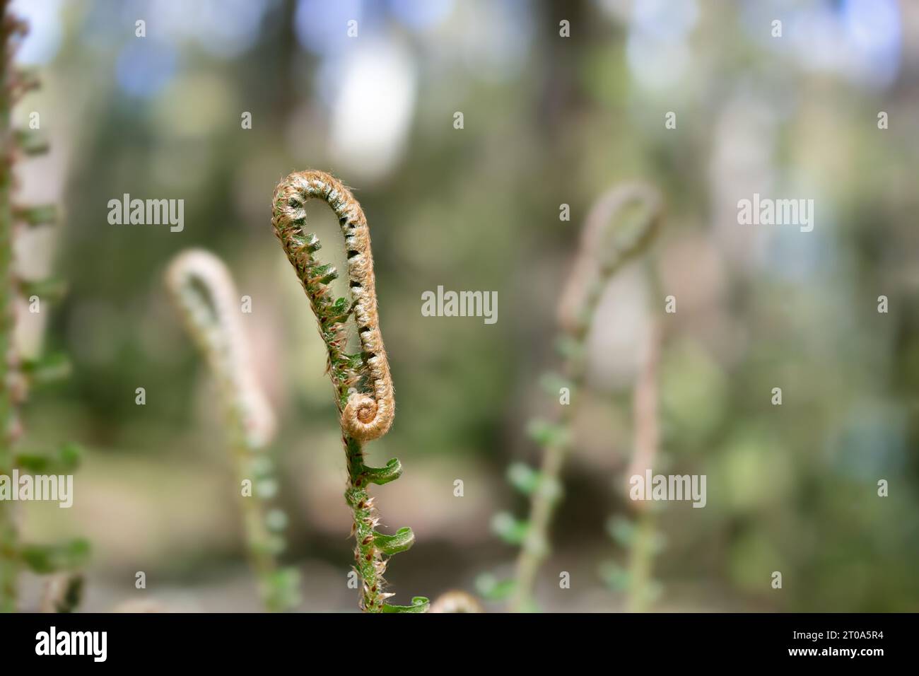 Abstract fern fiddleheads in sunlight and blue sky, closeup. Nature background texture. Young Western sword fern leaves still curled. Selective focus Stock Photo