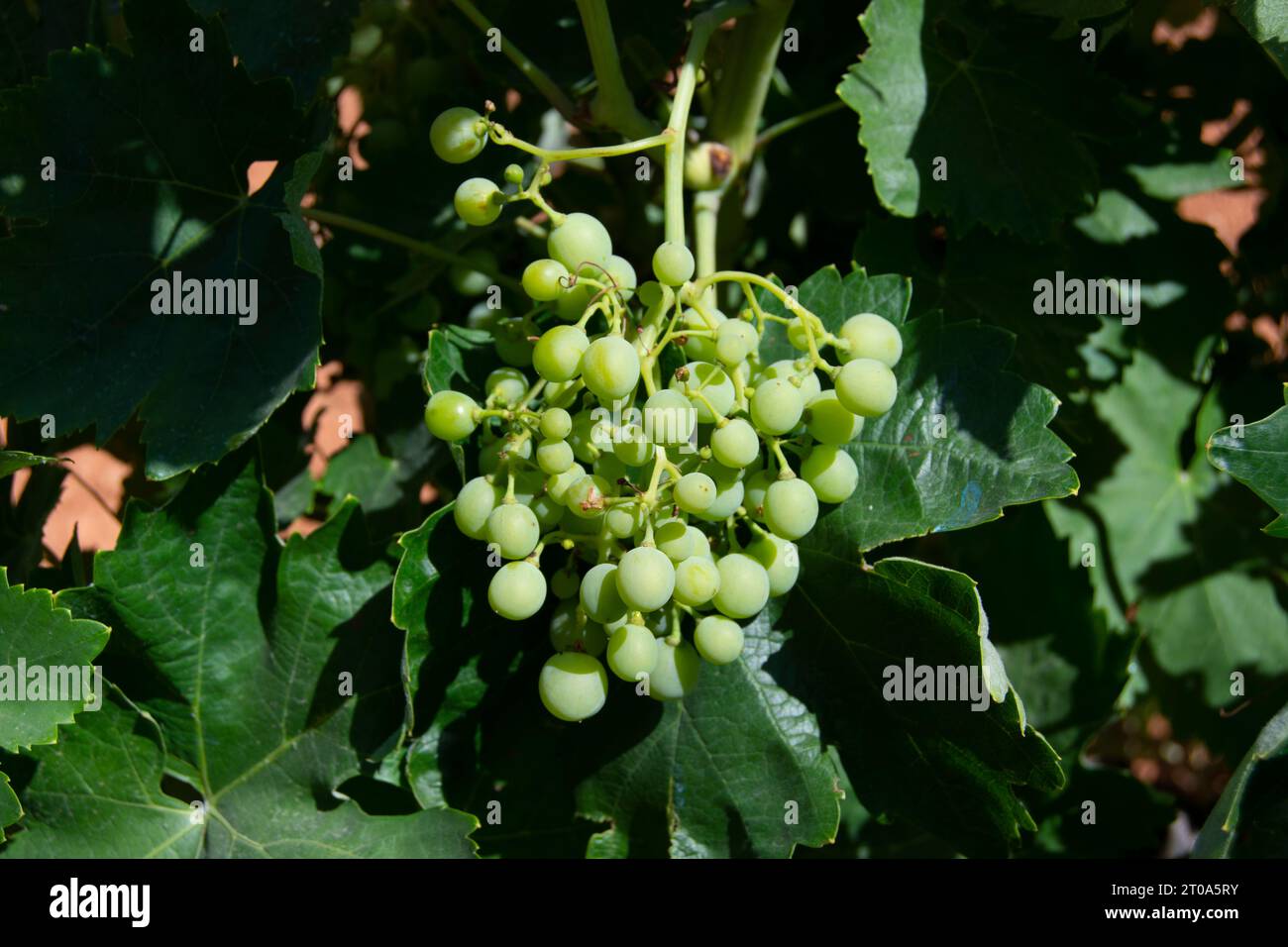 Uvas blancas madurando Stock Photo