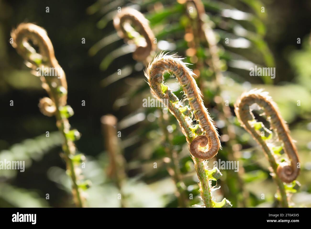 Abstract fern fiddleheads in sunlight, closeup. Nature background texture. Group of young Western sword fern leaves still curled. Selective focus with Stock Photo