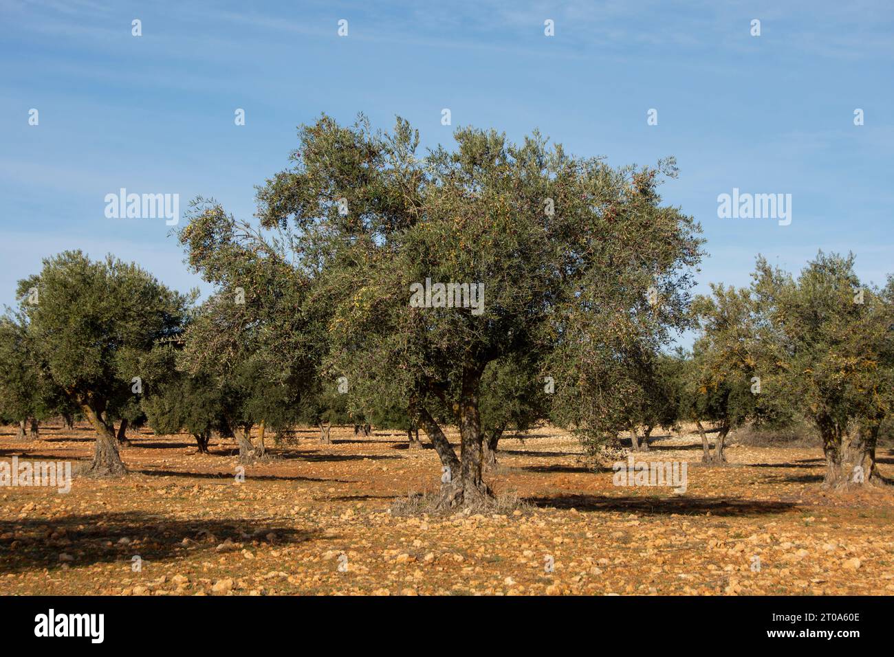 Olivar mediterráneo en España, olivos fuente de aceite de oliva Stock Photo