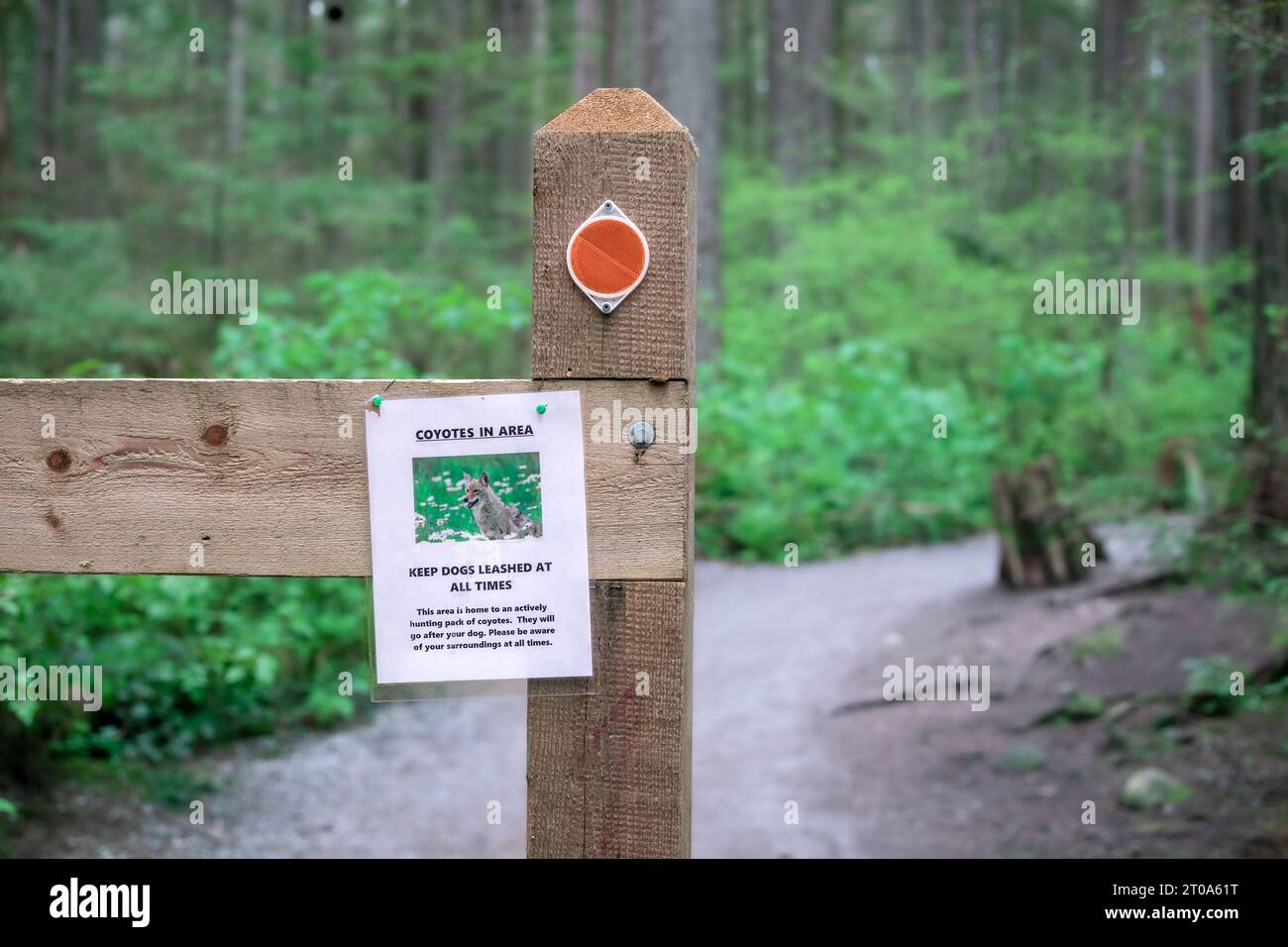 Coyotes in area warning sign at the entrance of a hiking trail in the forest.  Wildlife trail advisory in North Vancouver, BC, Canada Stock Photo