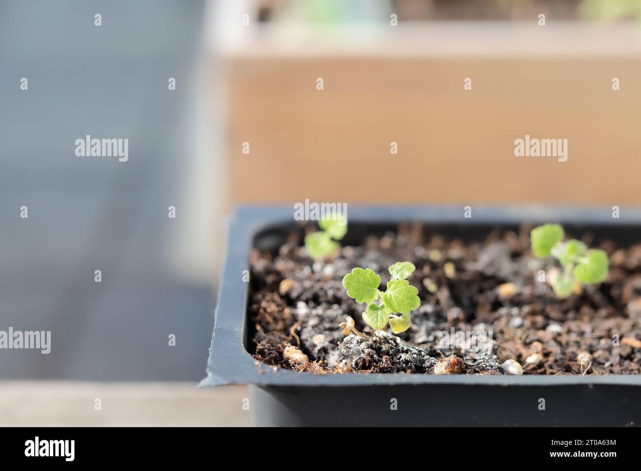Young catnip seedling hardeningoff to be transplanted in garden. Group