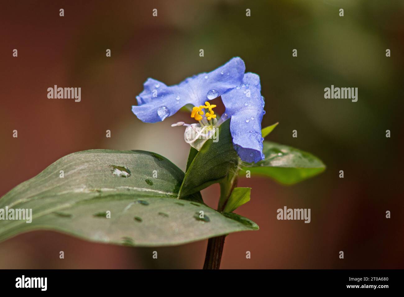 Asiatic dayflower Commelina communis flower plant on a natural background Stock Photo