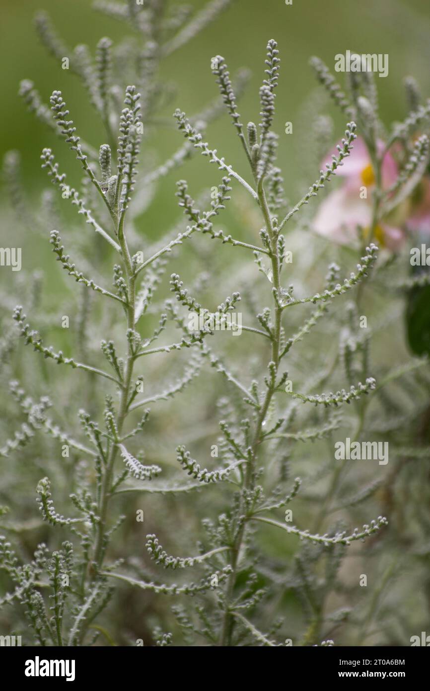 Santolina chamaecyparissus, Santolina incana, Cotton lavender Stock Photo