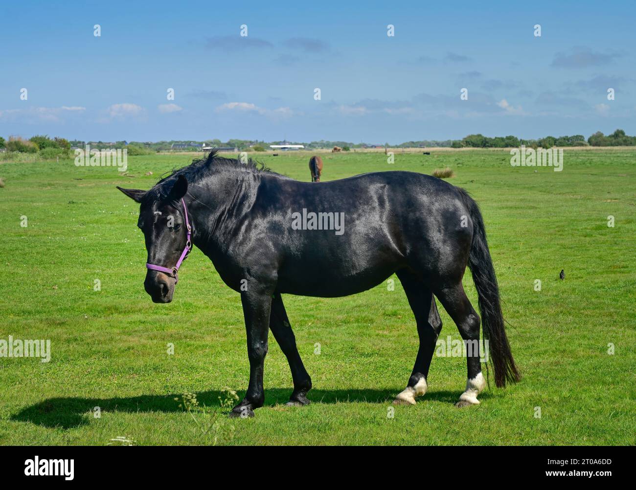 Pferd auf Weide nahe Keitum, Sylt, Schleswig-Holstein, Deutschland Stock Photo
