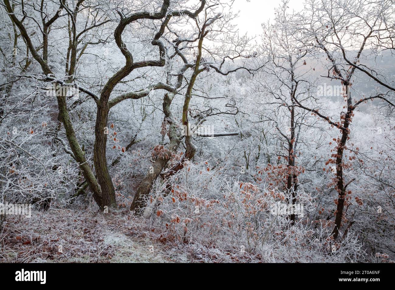 winter, winter time, winter landscape, frosty landscape, fairy tale winter Stock Photo