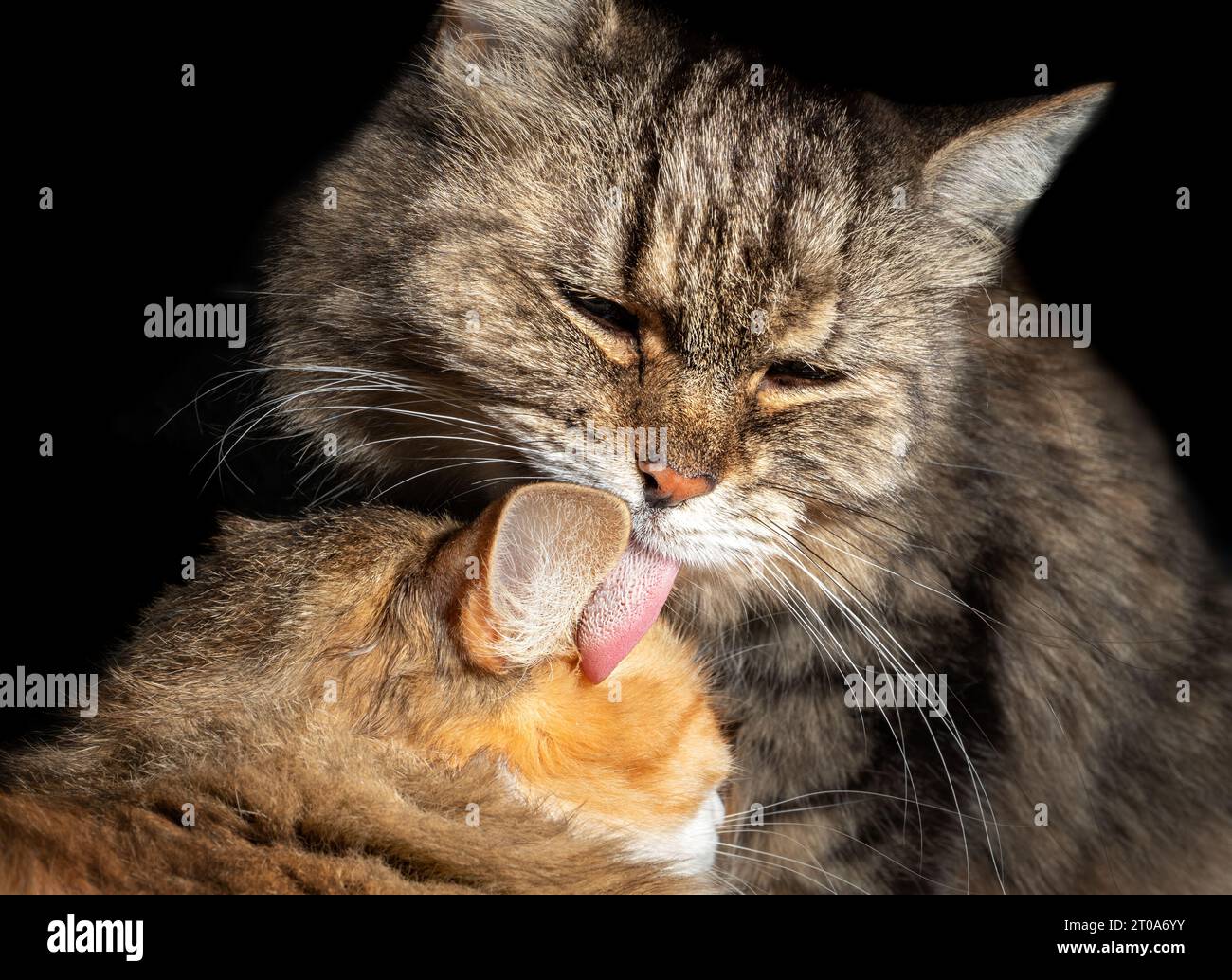 Cats groom each other. Senior tabby cat is licking affectionate younger cat. Focus on rough tongue sharp spines, called papillae. Concept for bonding Stock Photo