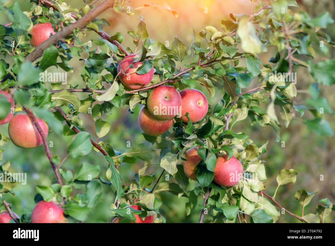 Ripe red apples on the branches of an apple tree in the garden are ...